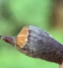 Dirca occidentalis