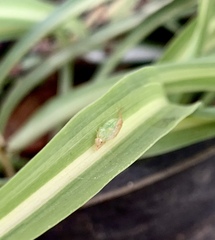 Dioprosopa clavata