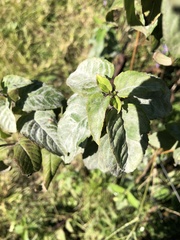 Golovinomyces cichoracearum