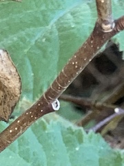Dirca occidentalis