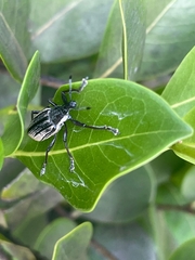 Diaprepes abbreviatus