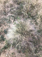 Scleropogon brevifolius