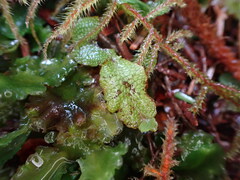 Conocephalum conicum