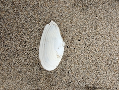 Megangulus bodegensis
