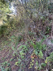 Dirca occidentalis
