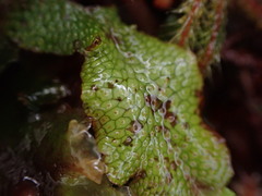 Conocephalum conicum