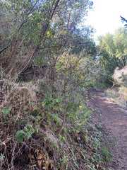 Dirca occidentalis