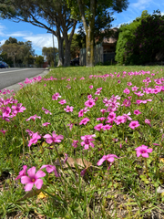 Oxalis