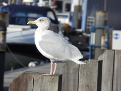 Larus argentatus