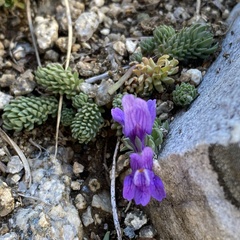 Linaria alpina