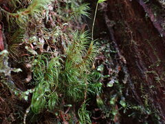Dicranum fuscescens