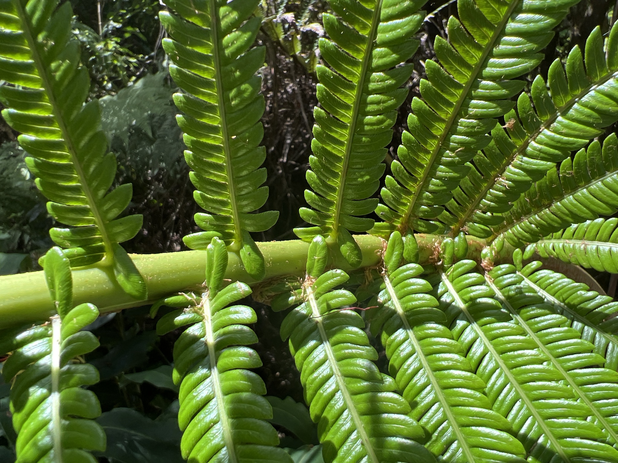 Sadleria souleyetiana