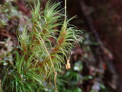 Dicranum fuscescens
