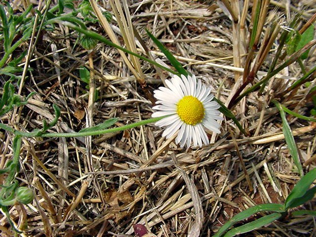 Aphanostephus riddellii