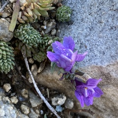 Linaria alpina