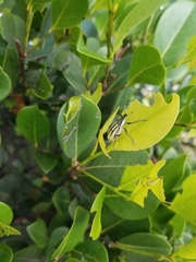 Diaprepes abbreviatus