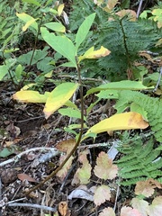 Oemleria cerasiformis