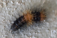 Arctiinae