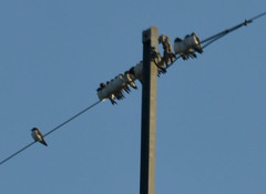 Artamus leucorynchus