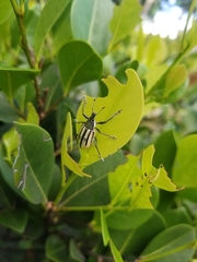 Diaprepes abbreviatus