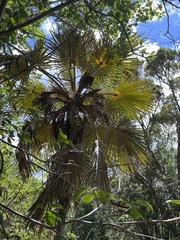 Pritchardia minor