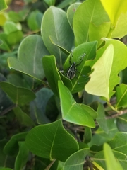 Diaprepes abbreviatus