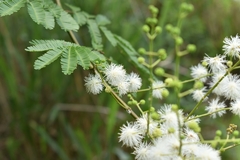 Mimosa bimucronata
