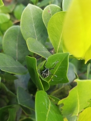 Diaprepes abbreviatus