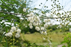 Mimosa bimucronata