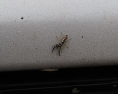 Padillothorax semiostrinus