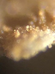 Agrocybe putaminum