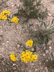 Psilostrophe tagetina