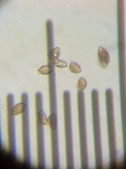 Agrocybe putaminum