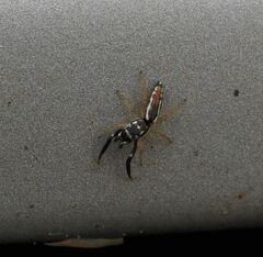 Padillothorax semiostrinus