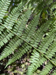 Diplazium sandwichianum