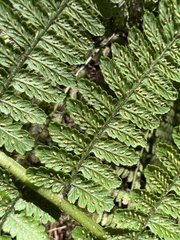 Diplazium sandwichianum