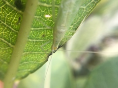 Oecanthus exclamationis