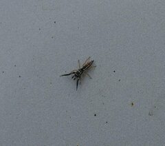 Padillothorax semiostrinus