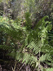 Diplazium sandwichianum