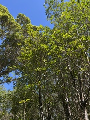 Myrsine lessertiana