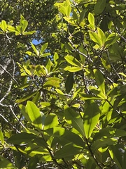 Myrsine lessertiana