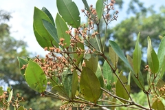 Myrcia loranthifolia