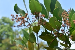 Myrcia loranthifolia