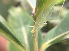 Oecanthus exclamationis