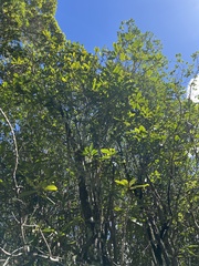 Myrsine lessertiana