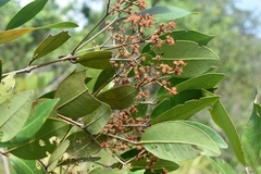 Myrcia loranthifolia