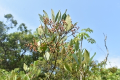 Myrcia loranthifolia