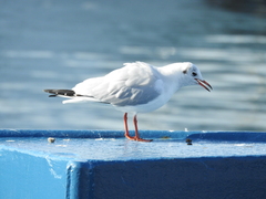Chroicocephalus ridibundus