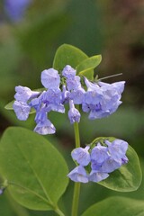 Mertensia virginica