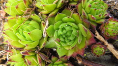 Sempervivum